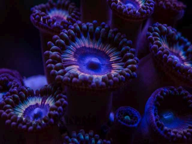 Purple Plasmas